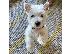 PoulaTo: Kc κουτάβια εγγεγραμμένα West Highland Terrier